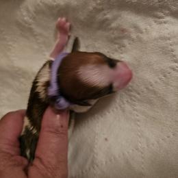 Lilac Girl - White and brown Kromfohrlander puppy in Pickerington, Ohio from Cynthia  Lear