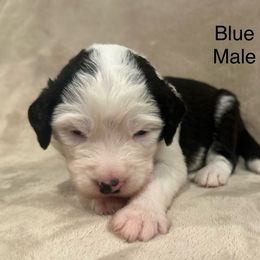 Blue Collar Male - Black and white male Sheepadoodle puppy in Hilton, New York from Finger Lakes Doodles
