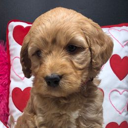 Boy 2 - Apricot Goldendoodle puppy in Ohio from Mini Doodles Dandy