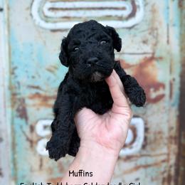 Muffins English Teddybear - Black female Goldendoodle puppy in Grove, Oklahoma from Guinn Family Farms