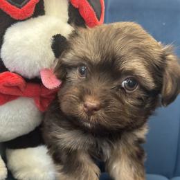 Toblerone - Chocolate male Havanese puppy in Arizona from HavaDoggie