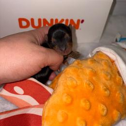 Preston - Black and tan male Yorkshire Terrier puppy in Illinois from Pretty Little Yorkies
