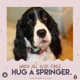 Male - Liver white and tan male English Springer Spaniel puppy in Jamestown, Kentucky from Waterworks Springers