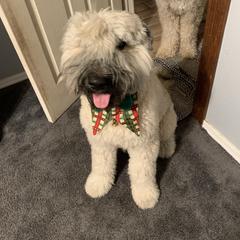 Bouvier des Flandres Puppies from Desert Diamonds Bouviers