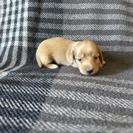 Belle - Cream female Dachshund puppy in Perris, California from Doxie_pupps