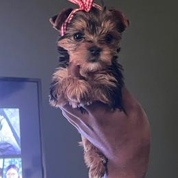 Ruby (Pink collar) - Black and gold female Yorkshire Terrier puppy in Dearborn Heights, Michigan from Taste Of Flavor LLC