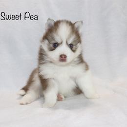 Sweet Pea - Chocolate female Pomsky puppy in Denham Springs, Louisiana from Bayouland Pomskies
