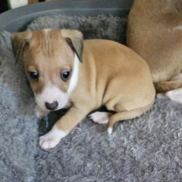 V boy - Red fawn male Italian Greyhound puppy in Phillips, Maine from Maplewood Italian Greyhounds