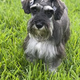 Miniature Schnauzer puppies from Dixieland Miniature Schnauzers