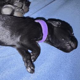 Purple Collar - Black female Giant Schnauzer puppy in La Pine, Oregon from Oregon Giant Schnauzers LLC