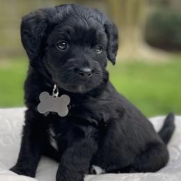 Boy 5 - Black and white male Aussiedoodle puppy in Houston, Texas from Waggin’ R Tails