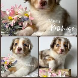 8 Promise - Red merle female Australian Shepherd puppy in Huntington, Texas from JKKJ Farms, LLC