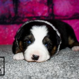 Moxy - Black tri female Miniature Australian Shepherd puppy in Akeley, Minnesota from Rustic Original Aussies