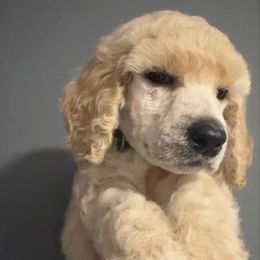 Charlotte - Cream female Poodle puppy in Homestead, Florida from GYCAM STANDARD POODLE