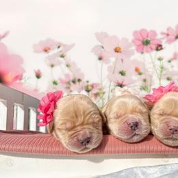 Golden Retriever Puppies from All shades Golden