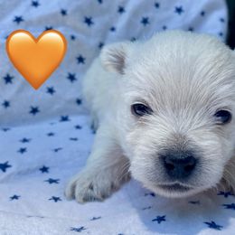 Male 4 Orange - White male West Highland White Terrier puppy in Jefferson, North Carolina from McGuire’s High Country Terriers