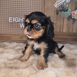 Ollie - Black and tan male Cavalier King Charles Spaniel puppy in Wildomar, California from Enchanted Rose Cavaliers