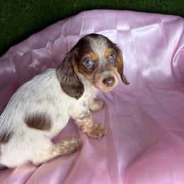 Angelica - Piebald female Dachshund puppy in Lake City, Florida from My Ditzy Doxies of Florida