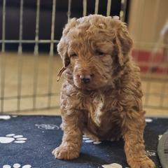 Aussiedoodle and Double Doodle Puppies from Parrish Precious Ones Texas