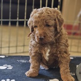 Aussiedoodle and Double Doodle Puppies from Parrish Precious Ones Texas
