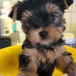 Brown (Blue) - Black and tan male Yorkshire Terrier puppy in Chickasha, Oklahoma from SISSYS YORKIES