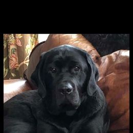 Labrador Retriever Puppies from Sound View Labradors East