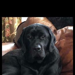 Labrador Retriever Puppies from Sound View Labradors East