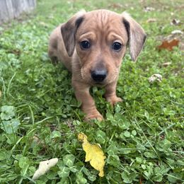 Gus - Fawn (isabella) and tan male Dachshund puppy in Fredericksburg, Ohio from William's Dachshunds