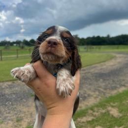 Boy 1 - Liver white and tan male English Springer Spaniel puppy in Fort Meade, Florida from Lake in the Hills Springers