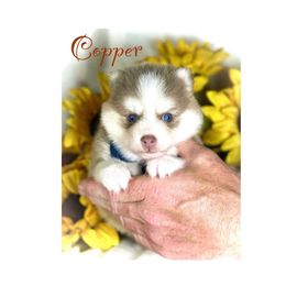 Copper - Lavender male Pomsky puppy in Rhome, Texas from TyeDye Kennels