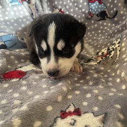 Boy 3 - Gray and white male Siberian Husky puppy in Benton, Tennessee from Heddens Husky Hideaway