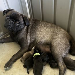 Coco - Pug
