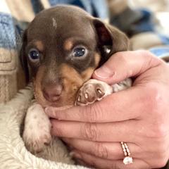 Dachshund Puppies from Rogue River Ranch