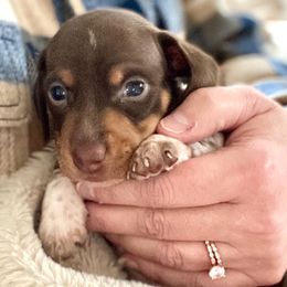 Dachshund Puppies from Rogue River Ranch
