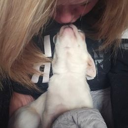 Chihuahua Puppies from Country Charm Chihuahuas