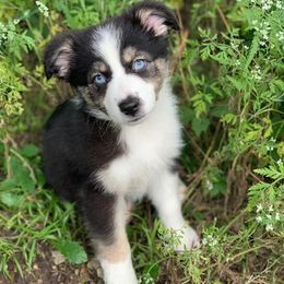 Australian Shepherd Puppies from True Heart Aussies