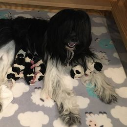 Schapendoes Puppies from Dream Star Schapendoes