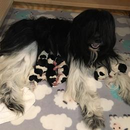 Schapendoes Puppies from Dream Star Schapendoes