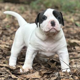 Hope - White female American Bulldog puppy in Pace, Florida from Genesis American Bulldogs