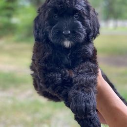Cavalier King Charles Spaniel, Cavapoo, and Poodle Puppies from Red Skye Cavaliers and Cavapoos