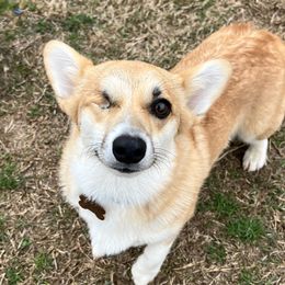 Winnie - Pembroke Welsh Corgi