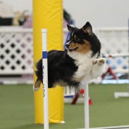 Australian Shepherds from CedarWoods Aussies