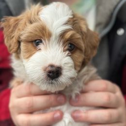 Colby - Red Bernedoodle puppy in Washougal, Washington from Sandy Creek Bernedoodles