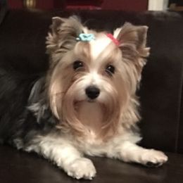 Bindi  - Yorkshire Terrier