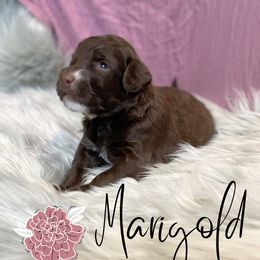 Bernedoodle and Poodle Puppies from Salty Standards