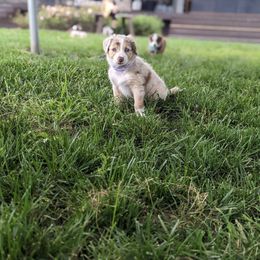 Australian Shepherd Puppies from Hickory Pines farm