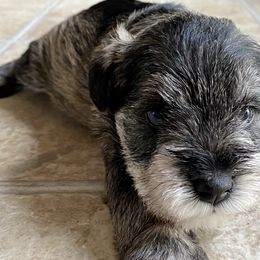 Miniature Schnauzers from Newland Schnauzers