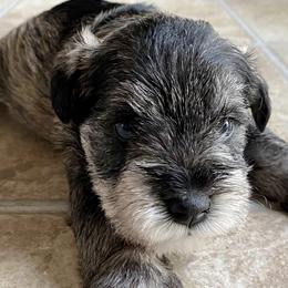 Miniature Schnauzers from Newland Schnauzers