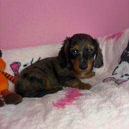Spotty - Dapple male Dachshund puppy in Lake City, Florida from My Ditzy Doxies of Florida
