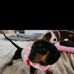 Dachshund Puppies from Dachshund Family Love Breeders